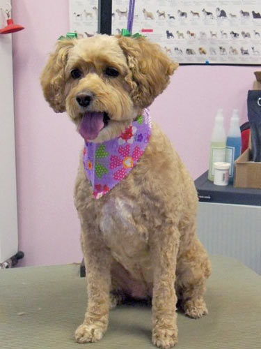 dog grooming