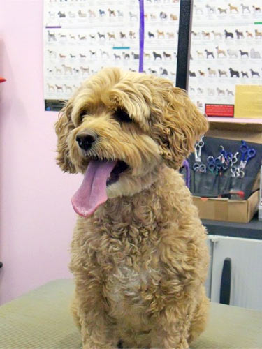 dog grooming