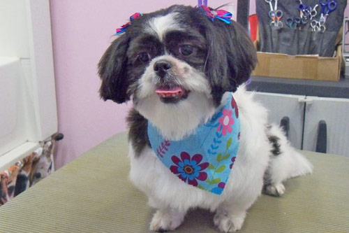 dog grooming