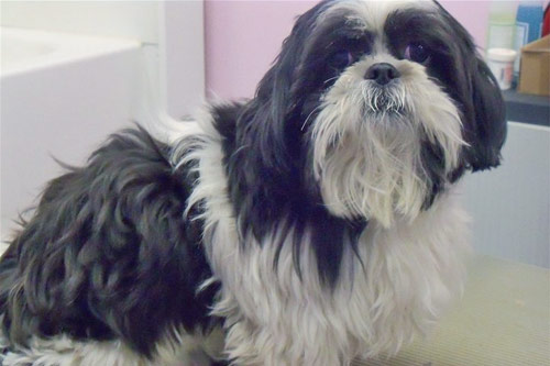 dog grooming