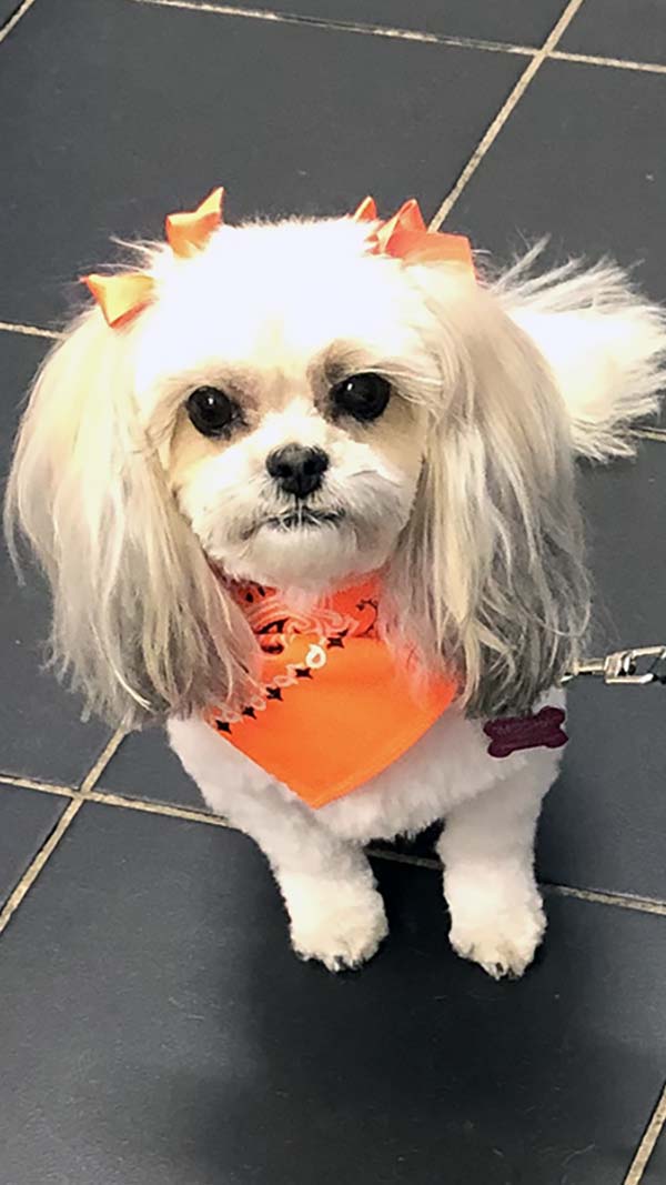 dog grooming photo