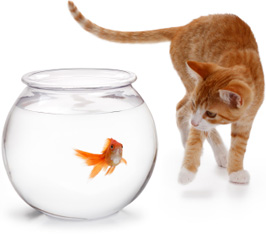 kitten and fish