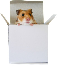 hampster